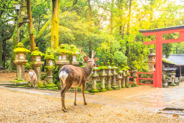 Excursión privada a Nara