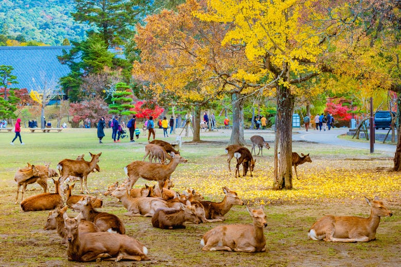 Cervi nel Parco di Nara