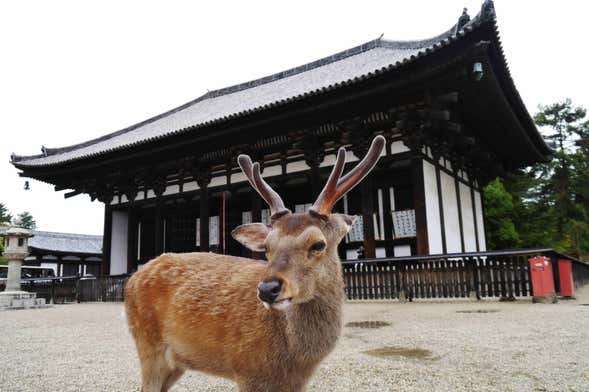 Tour de 11 días desde Tokio hasta Kioto