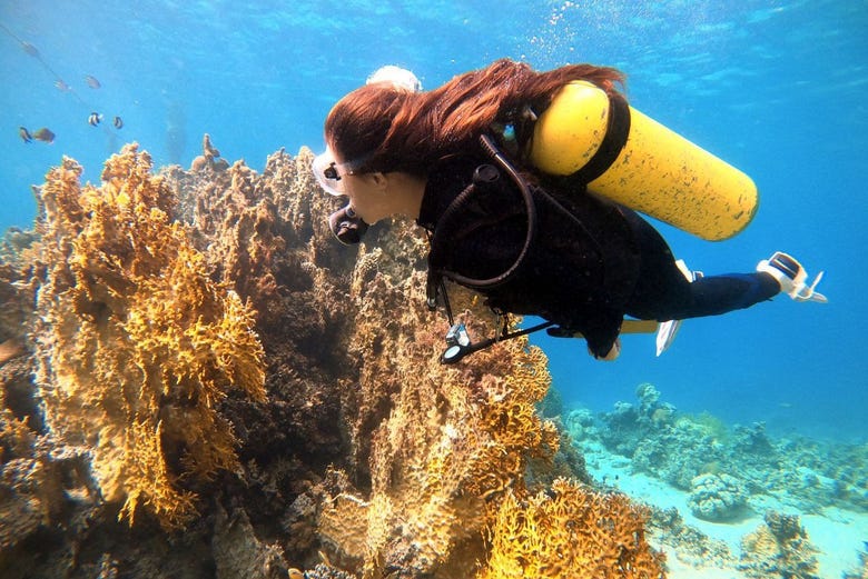 Cuscino oblungo La vita subacquea di una rigido-barriera corallina, Mar  Rosso, Egitto 