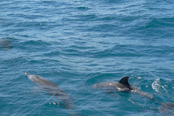 Kisite National Park Dolphin Watching