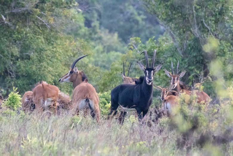 Antilopes à Shimba Hills