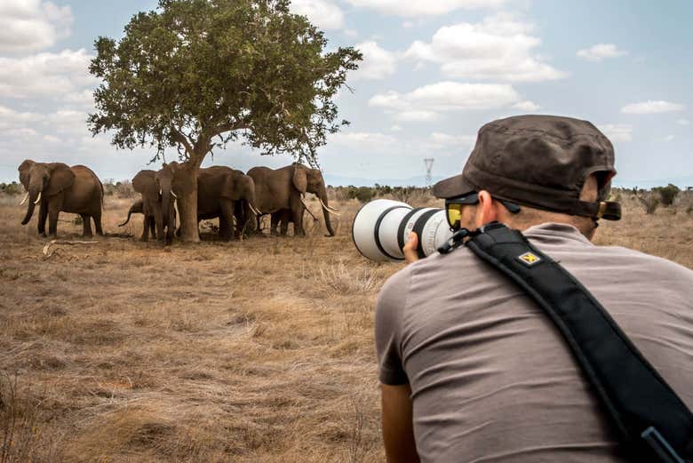 Prenez des photos des éléphants du Parc National