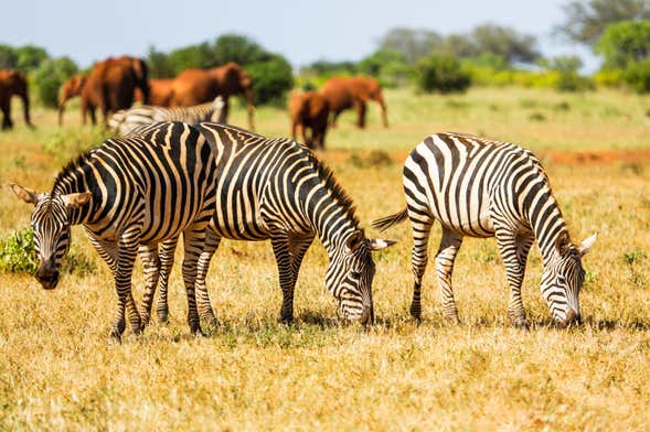 Safari di 6 giorni ad Amboseli, Tsavo East e Tsavo West