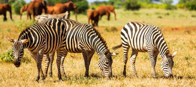 6-Day Safari in Kenya from Mombasa - Book Online at Civitatis.com