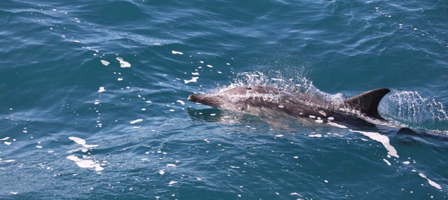 Swim with Dolphins at Wasini Island