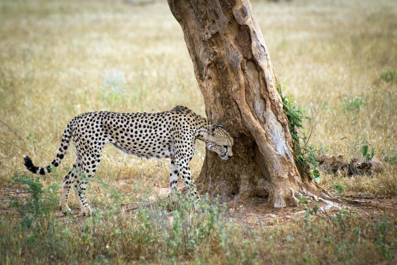 Un leopardo nel Parco Nazionale di Tsavo West