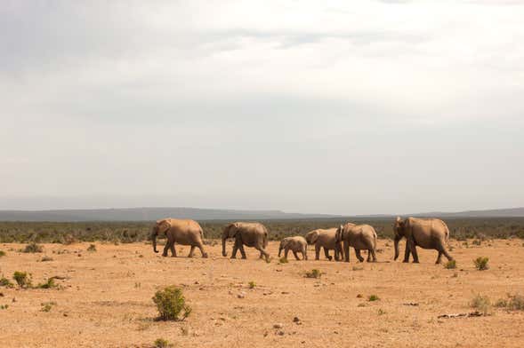 Tsavo East Private Safari