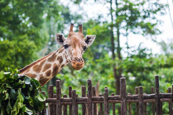 Giraffe Centre Tour