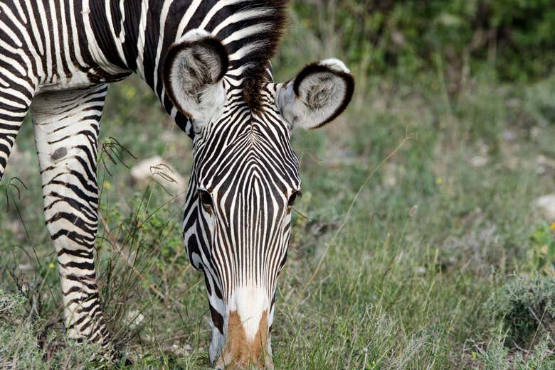 Una cebra en el Parque Nacional de Marsabit