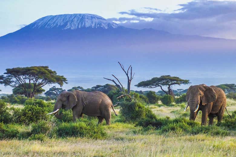 Elefantes com o Kilimanjaro ao fundo