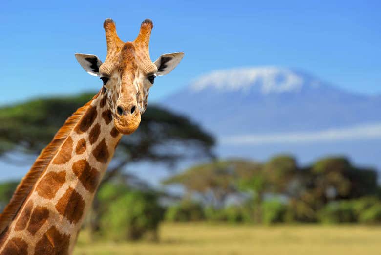 Jirafa en el Parque Nacional de Amboseli