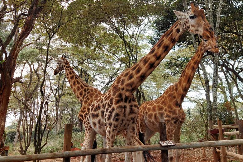 Jirafas en Nairobi