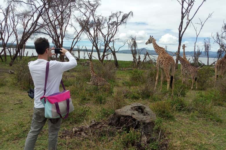 Jirafas con el lago Naivasha de fondo