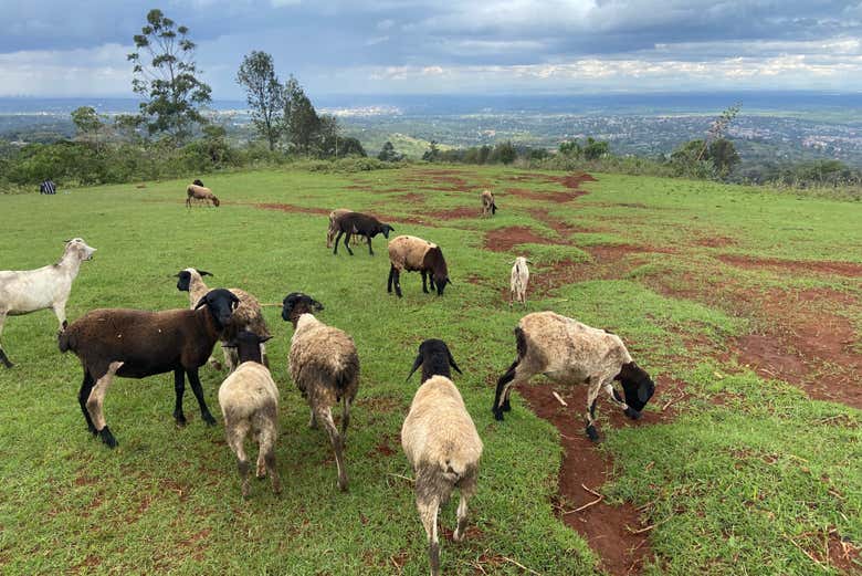 Ovejas pastando en las colinas Ngong