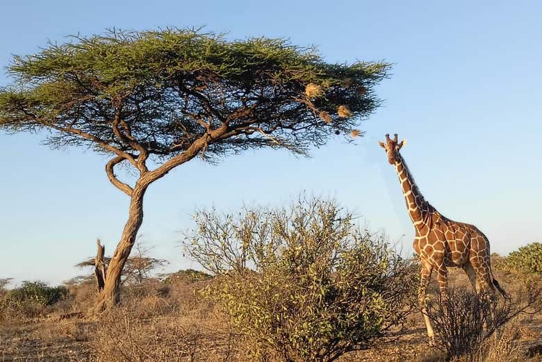 Descubriréis la belleza salvaje del norte de Kenia