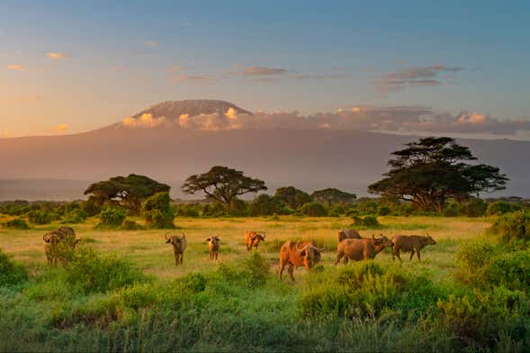 Safari privado de 2 días por el Parque Nacional de Amboseli