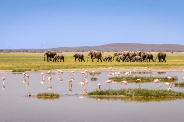 Safári privado de 3 dias pelo Parque Nacional de Amboseli