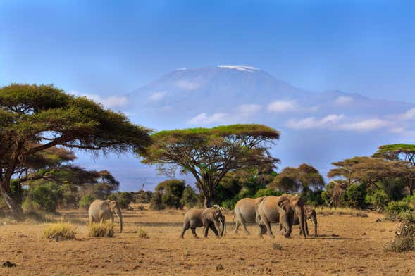 Amboseli National Park Private Safari