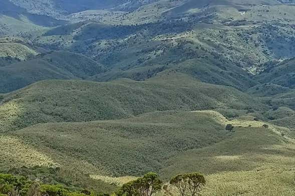 Trekking por el bosque de Kimakia