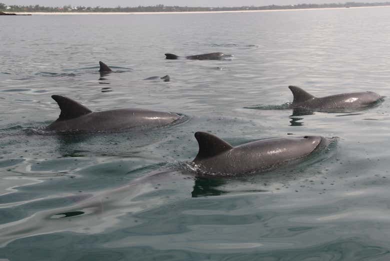 Dolphin watching in Watamu