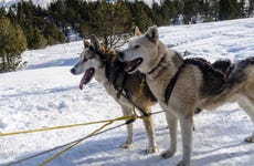 Husky Dog Sledding Tour