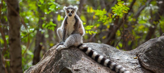 Lemurs of Madagascar Tour