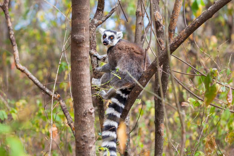 Get your cameras ready to snap amazing pictures of lemurs!