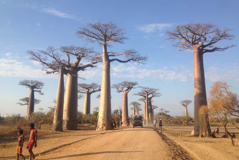 Baobabs Avenue