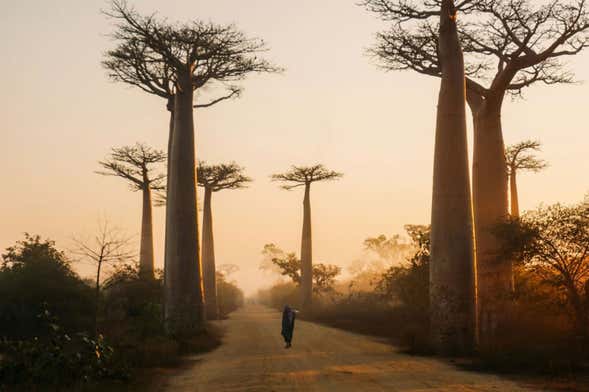 9 Day Tour of Madagascar