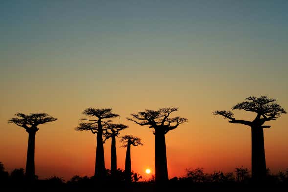 The Avenue of Baobabs Sunset Tour