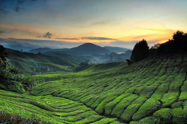 Tea plantations in the Cameron Highlands