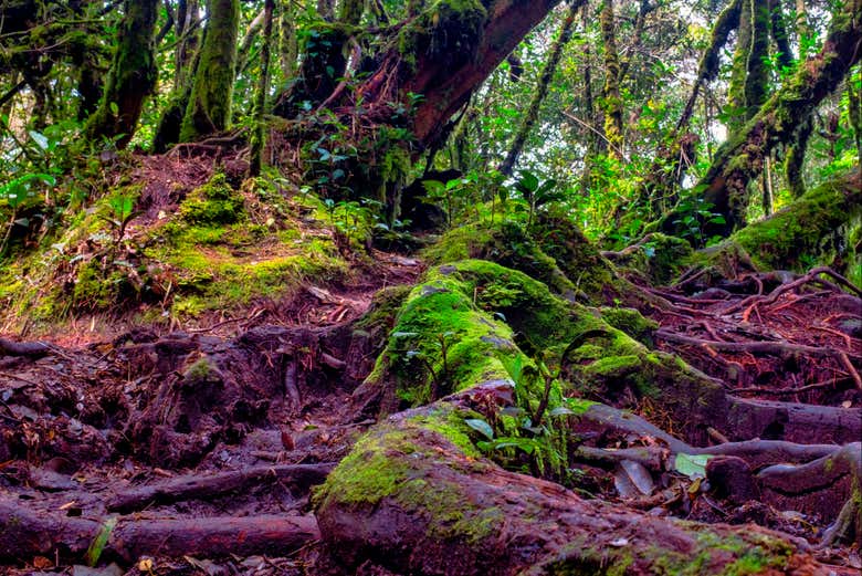 Mossy Forest