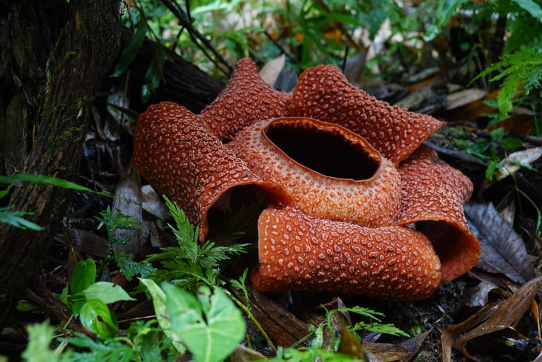 cameron highlands rafflesia tour