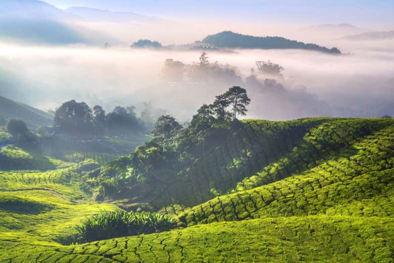 Cameron Highlands Tour from Brinchang - Book at Civitatis.com