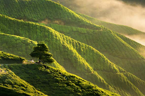 Cameron Highlands Tour