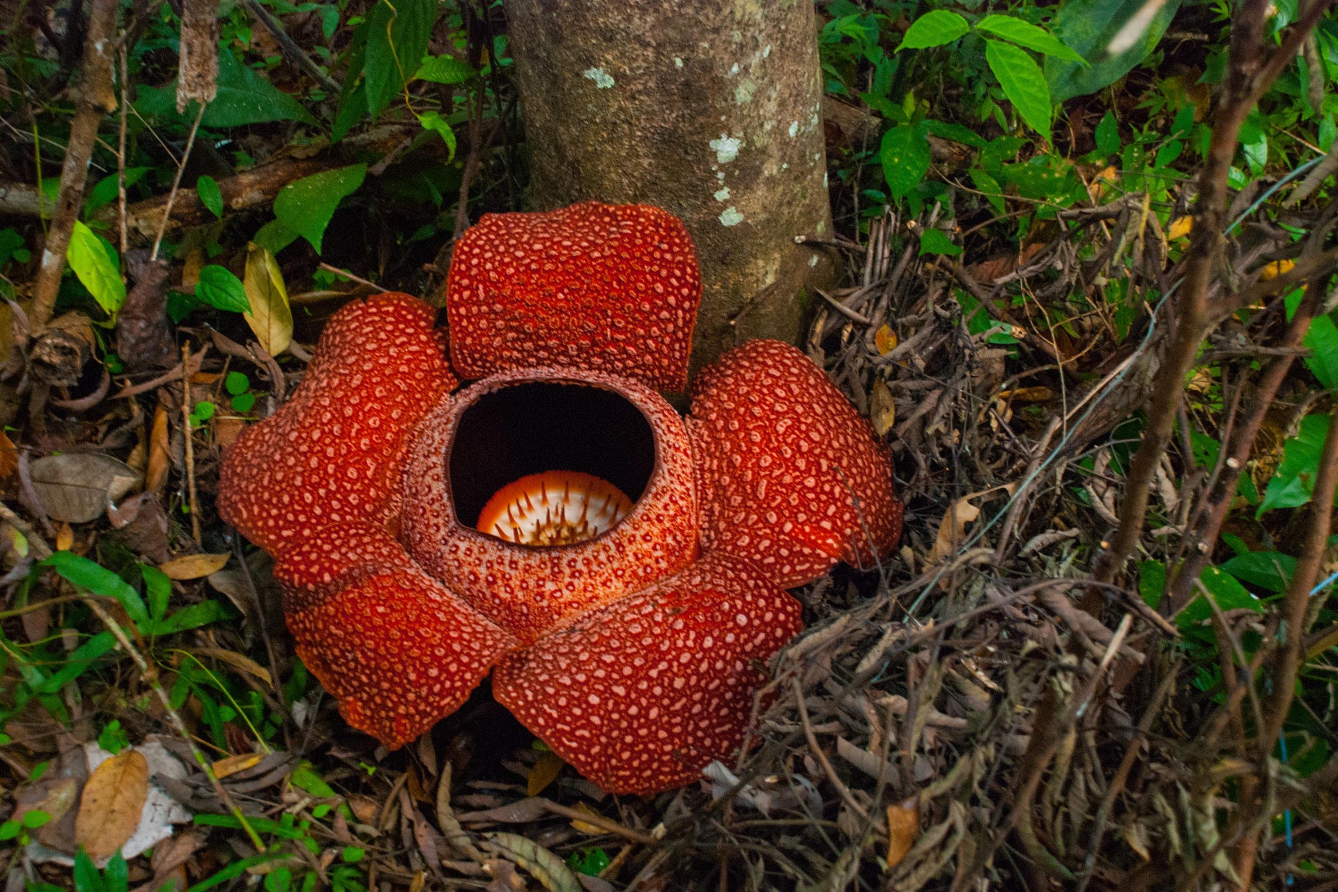 cameron highlands rafflesia tour