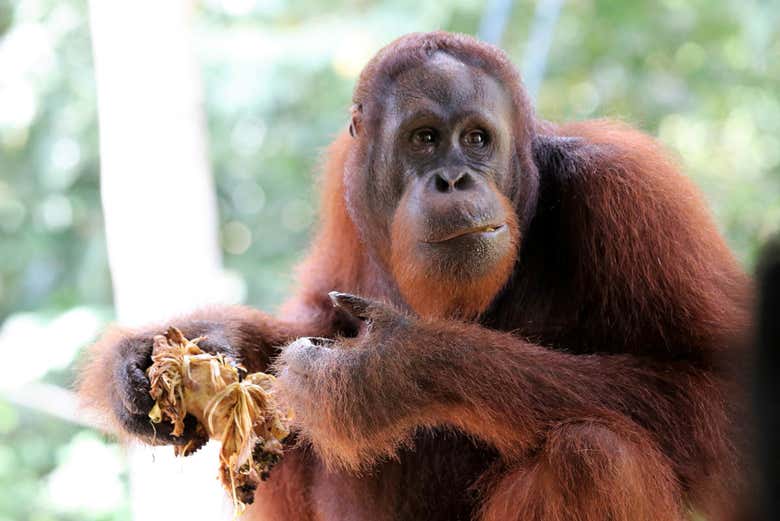 Orangotango no Semenggoh Wildlife Centre