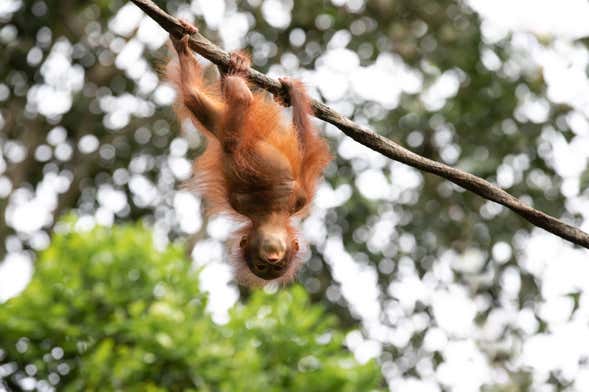 Semenggoh Wildlife Centre + Santuario di coccodrilli