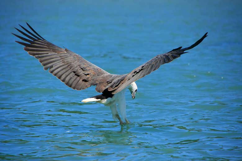 Eagle on Pregnant Maiden Lake