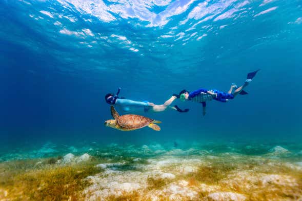 Turtle & Manta Rays Snorkeling Tour