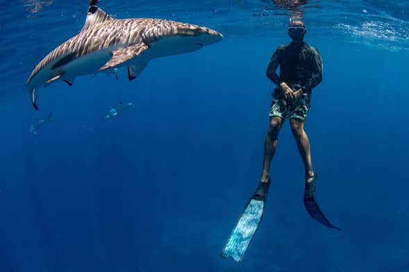 Snorkel con tiburones + Barco hundido