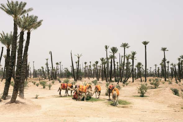 Quad Bike, Camel Ride & Hammam Tour