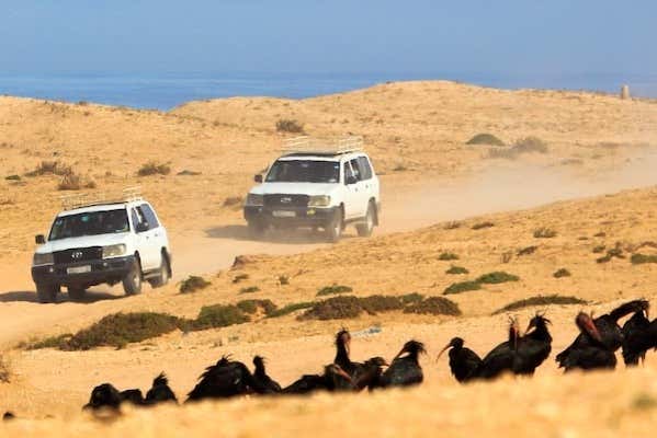 Durante l'esperienza di Desert Safari