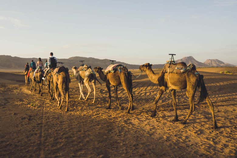 Passeio de camelo pelo deserto de Zagora