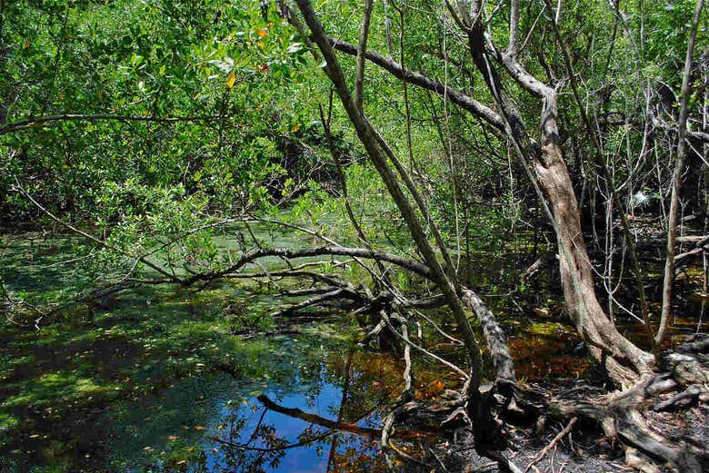 Zone de mangroves de la lagune de Tres Palos