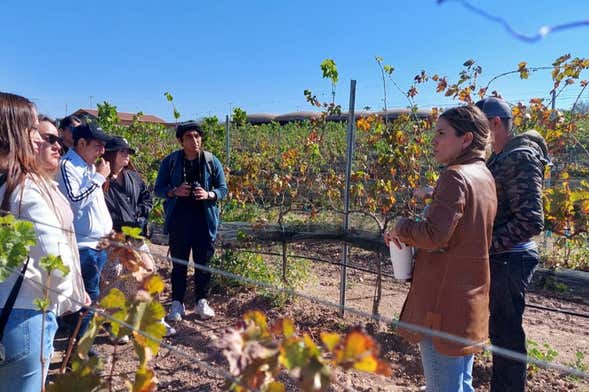 Aguascalientes Private Winery Tour