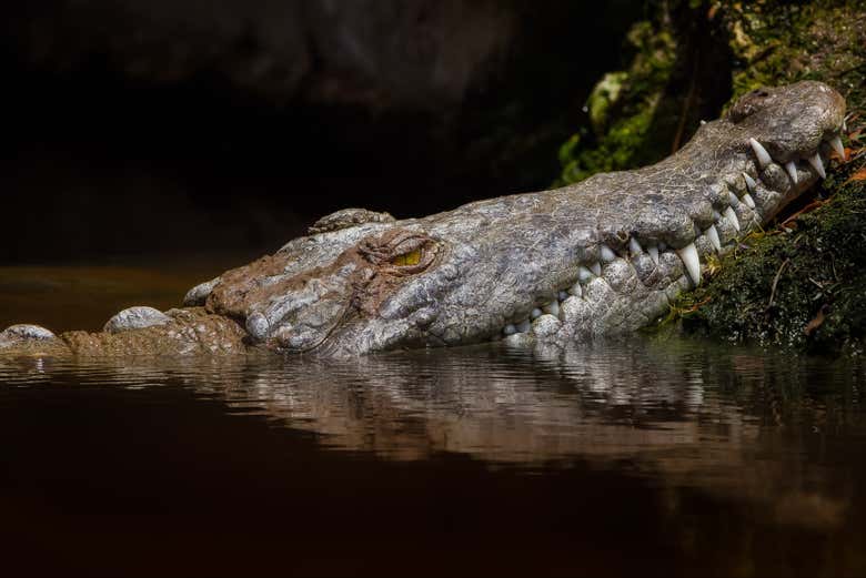 Observaréis a los majestuosos reptiles