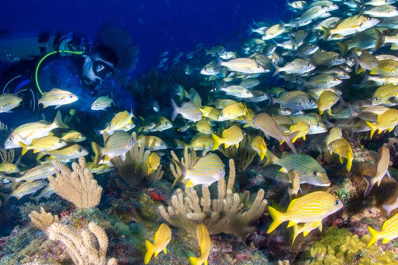 Un banco de peces de colores