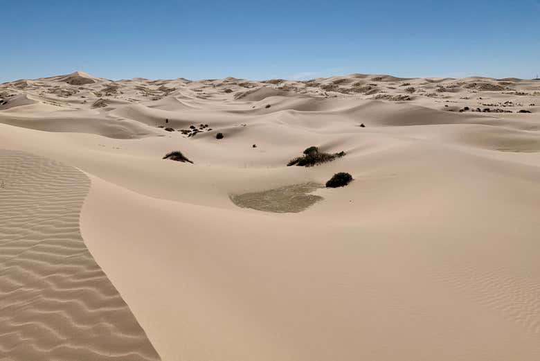 Samalayuca dunes